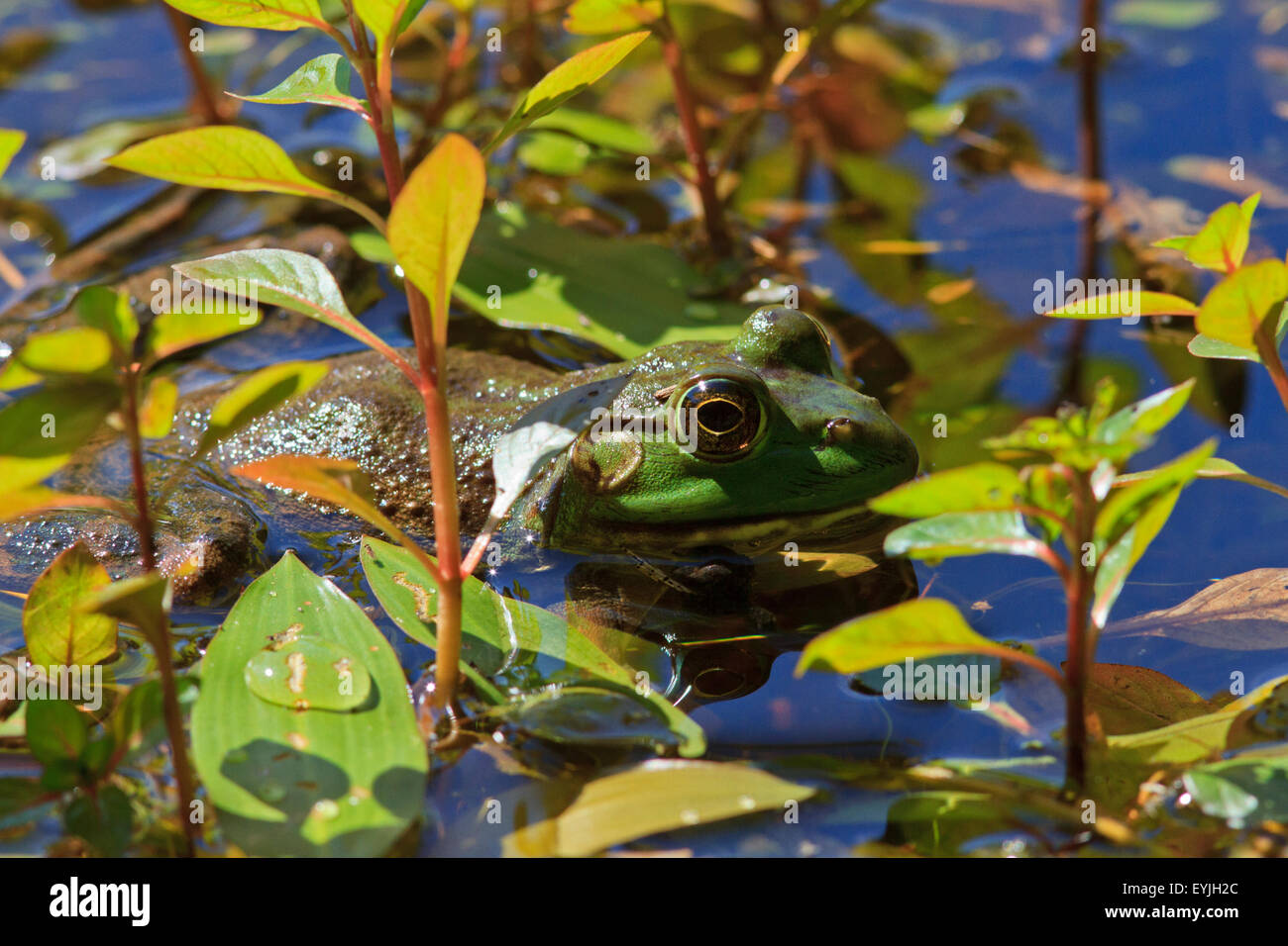 Amerikanischer Ochsenfrosch (Rana Catesbeiana), Stockfoto