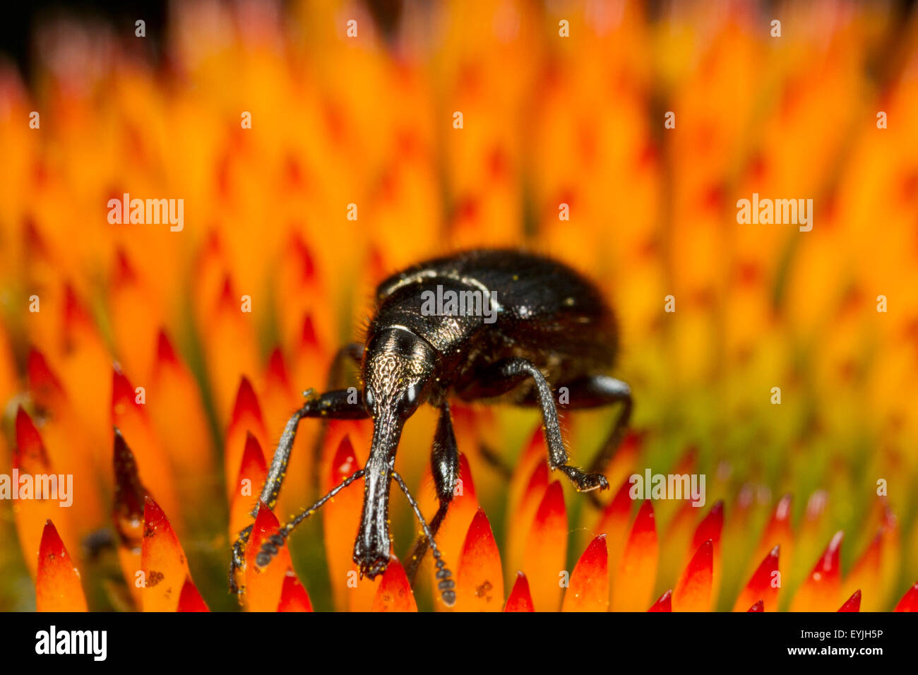 Kleine, schwarze Rüsselkäfer (Curculionidae SP.) auf Blume Sonnenhut (Echinacea Purpurea). Stockfoto