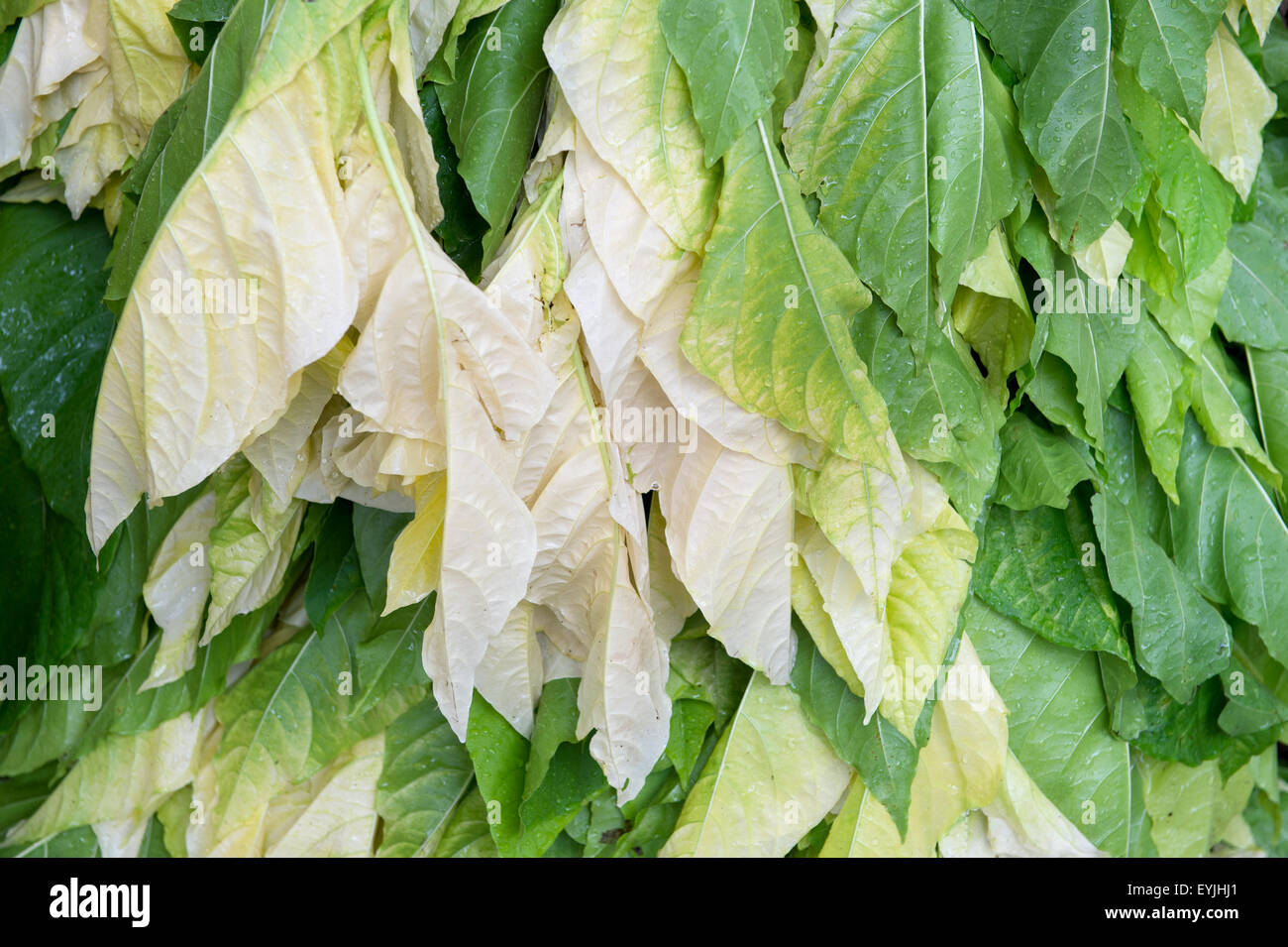 Grünen Tabakblätter Trocknen auf einer Plantage in der landwirtschaftlichen Zentrum Vinales, Kuba Stockfoto