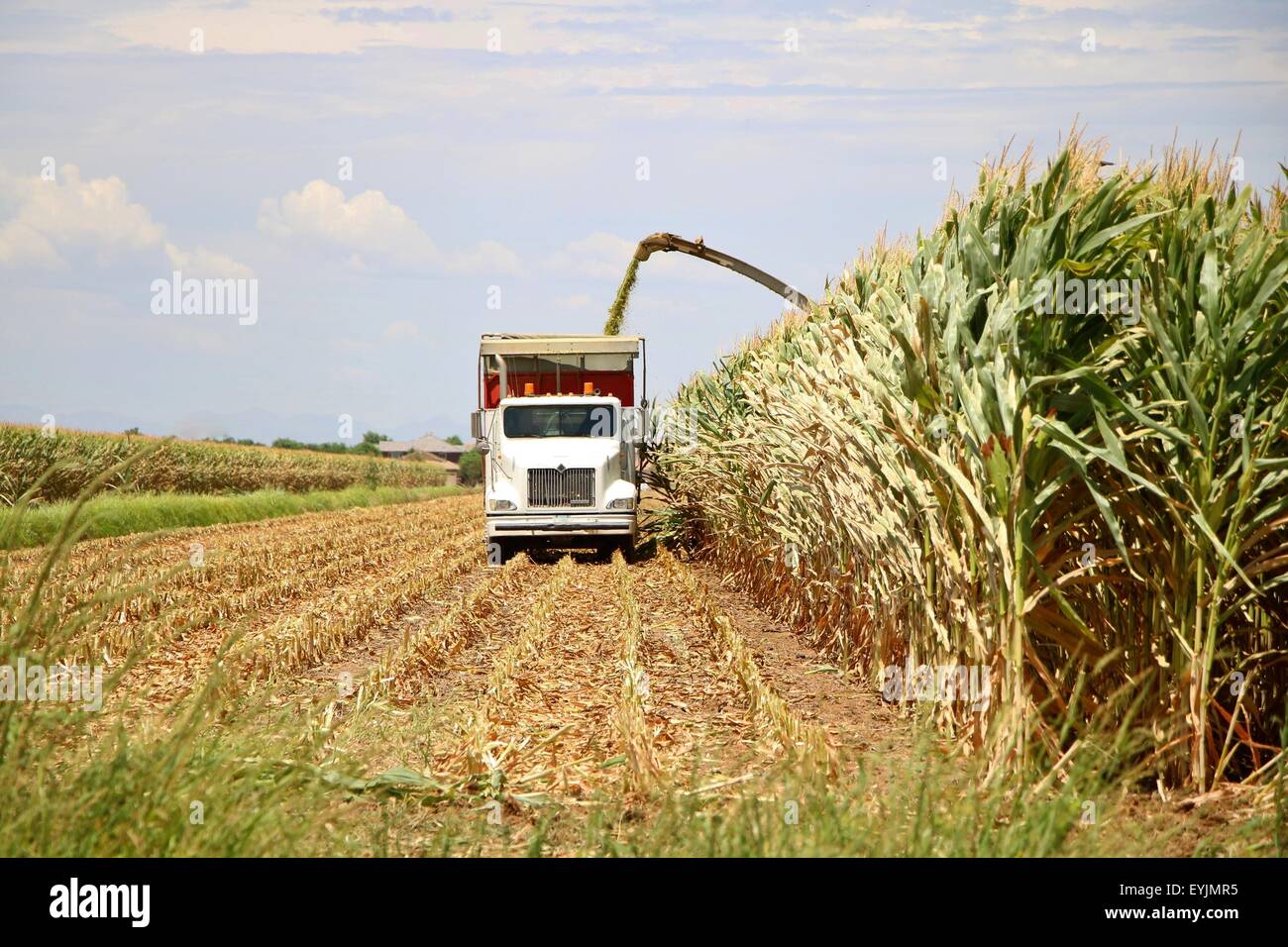 Feldhäcksler und sammeln von LKW ist Mais geerntet. Stockfoto