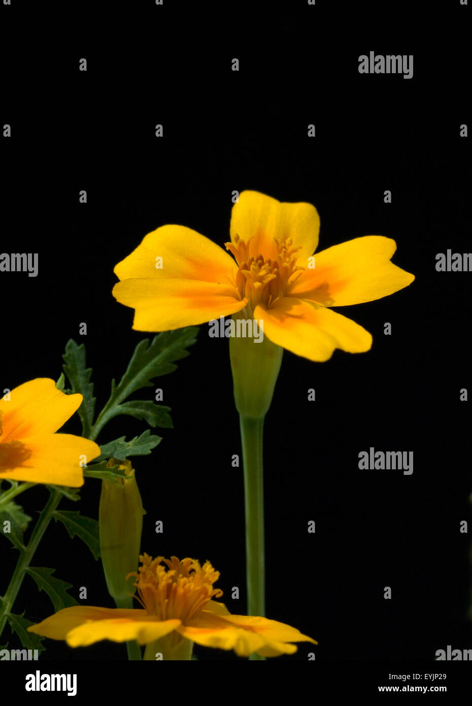 Gewuerztagetes, Tagetes Tenuifolia, Heilpflanzen,- Stockfoto