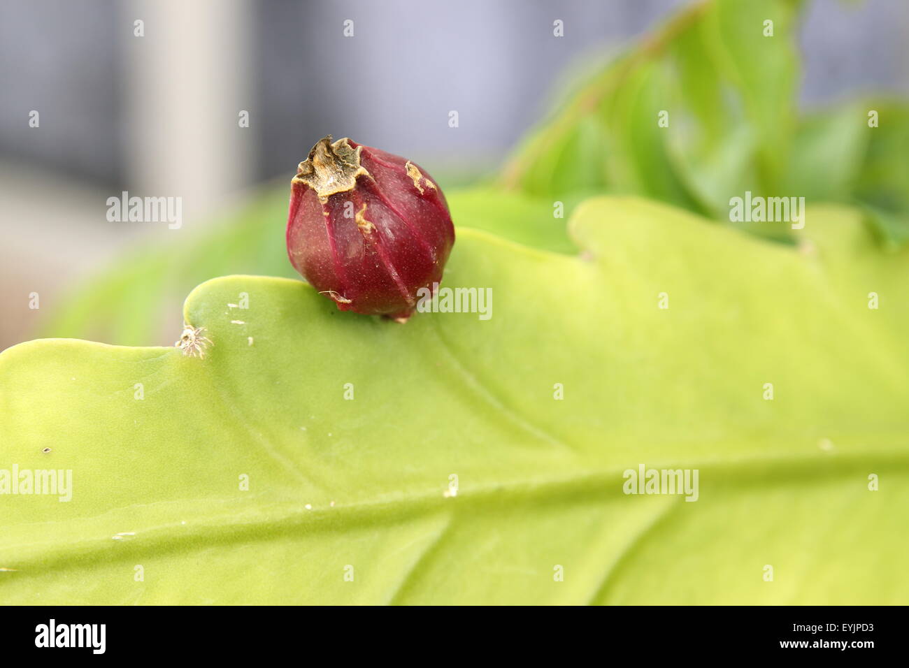Epiphyllum oder Orchid Cactus-Obst Stockfoto