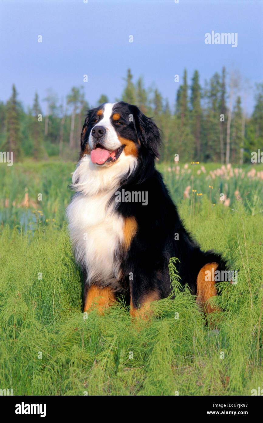 Berner Sennenhund sitzend in Feld, Porträt Stockfoto