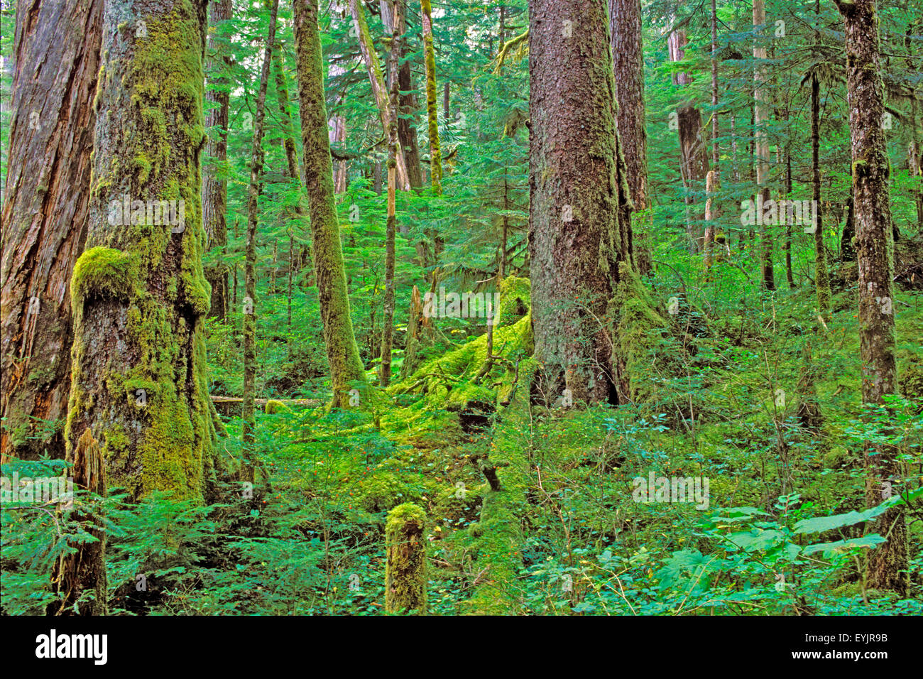 | Altstadt von Wachstum gemäßigten Regenwald, Westküste British Columbia Stockfoto