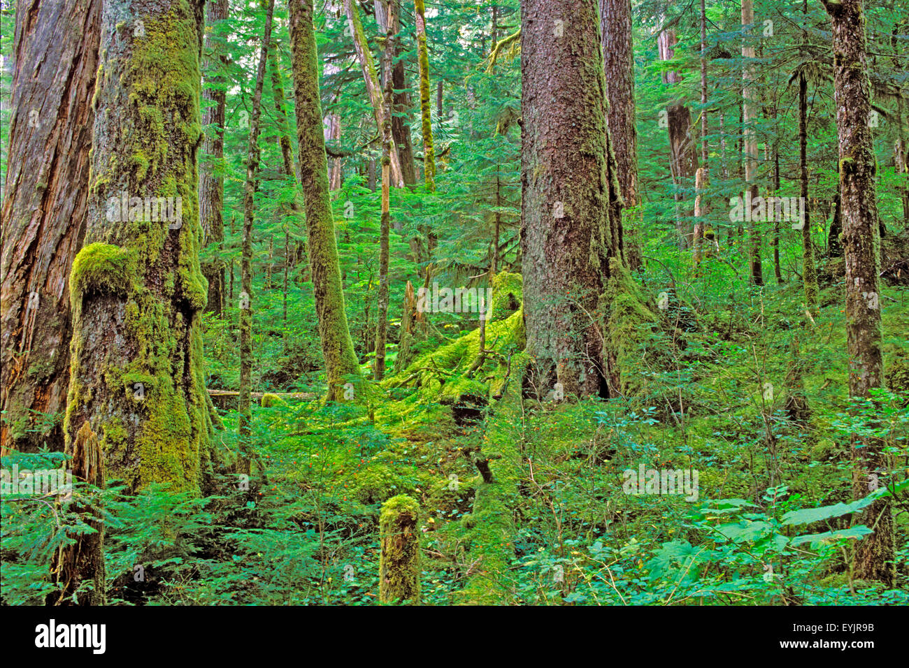 | Old Growth gemäßigten Regenwaldes, Westküste British Columbia Stockfoto