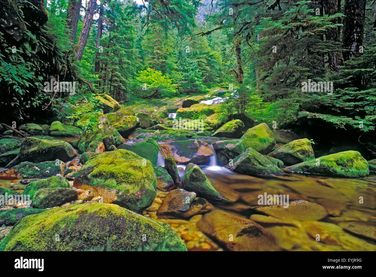 Bach im nördlichen gemäßigten Regenwald, Britisch-Kolumbien Stockfoto