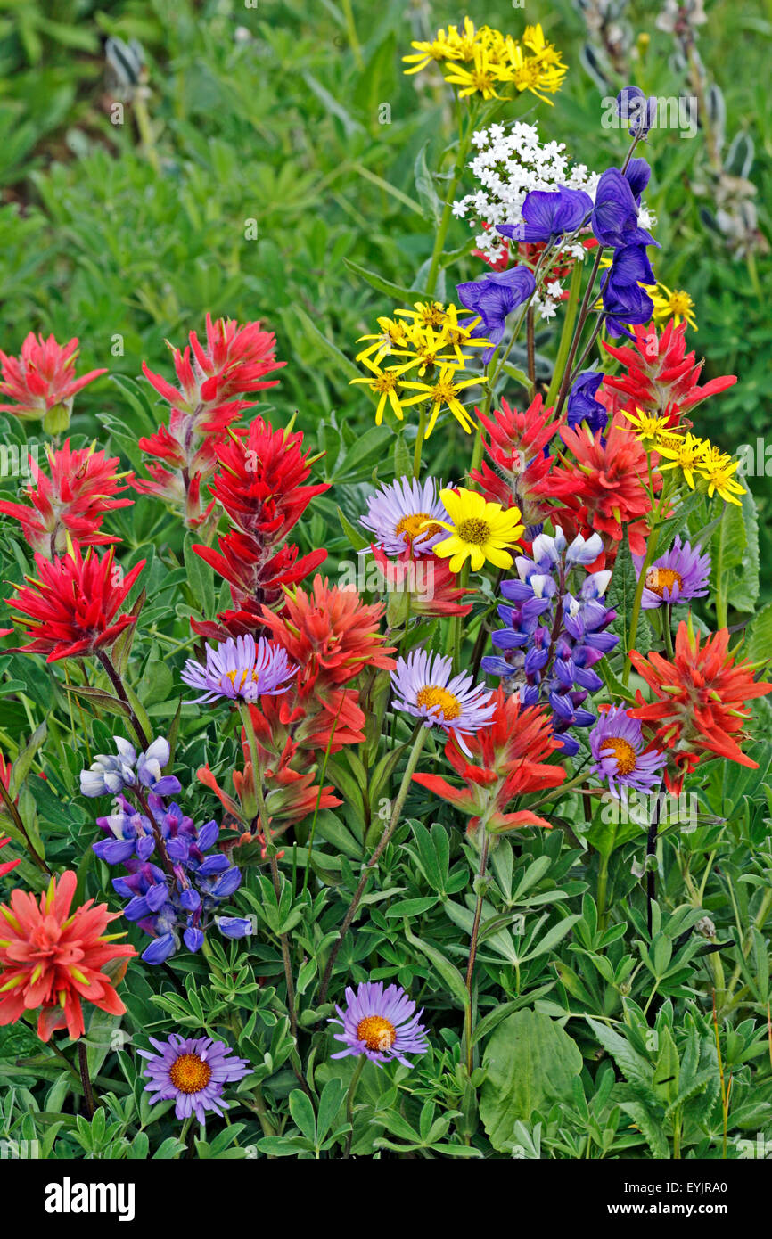 Nahaufnahme von sub-alpinen Wiese von Wildblumen, Stockfoto