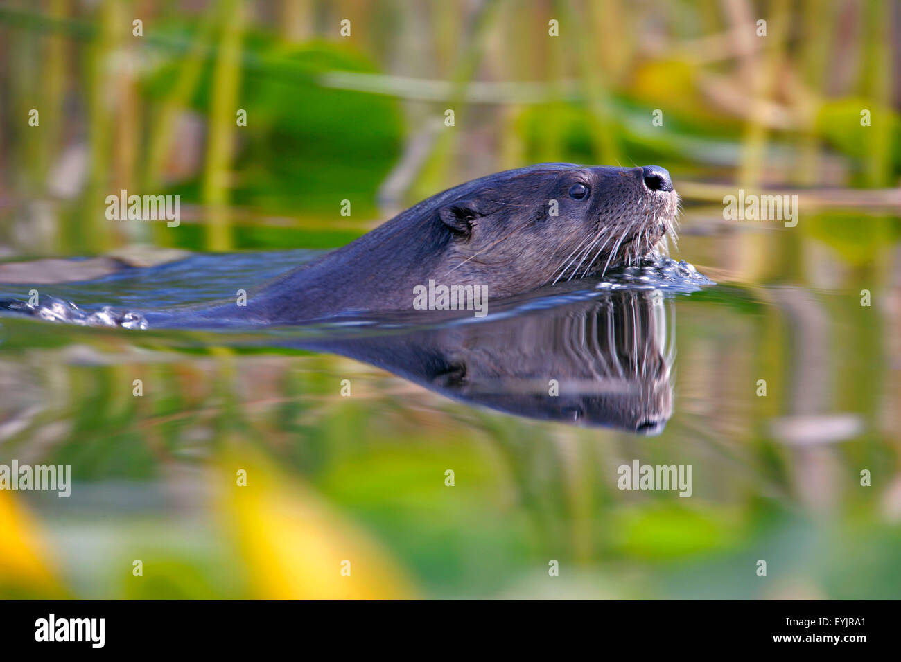 River Otter schwimmt im See, Großmaul reflektiert im Wasser. Stockfoto
