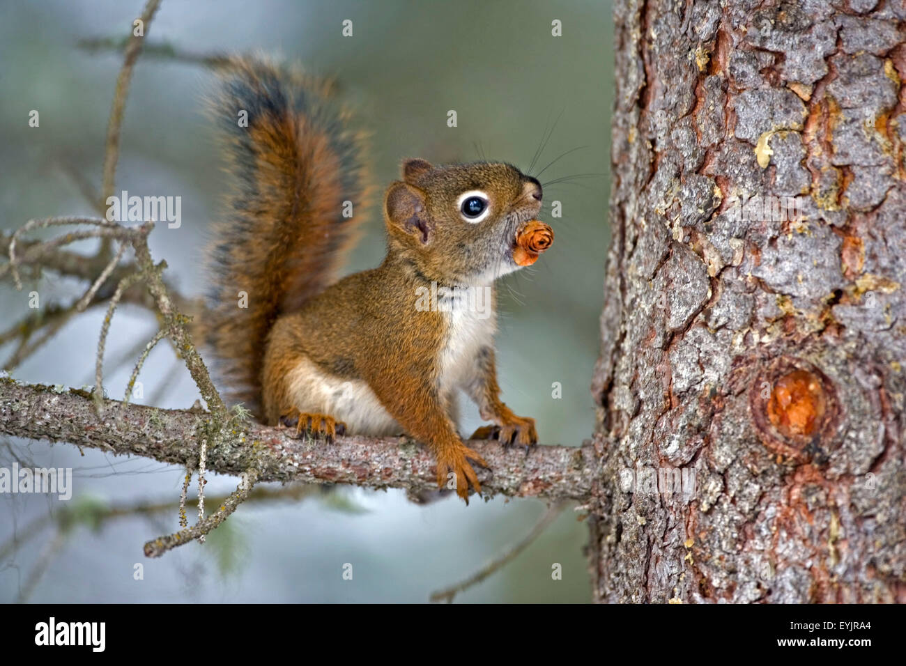 Baby Rotes Eichhörnchen in Baum mit Fichtenzapfen Stockfoto