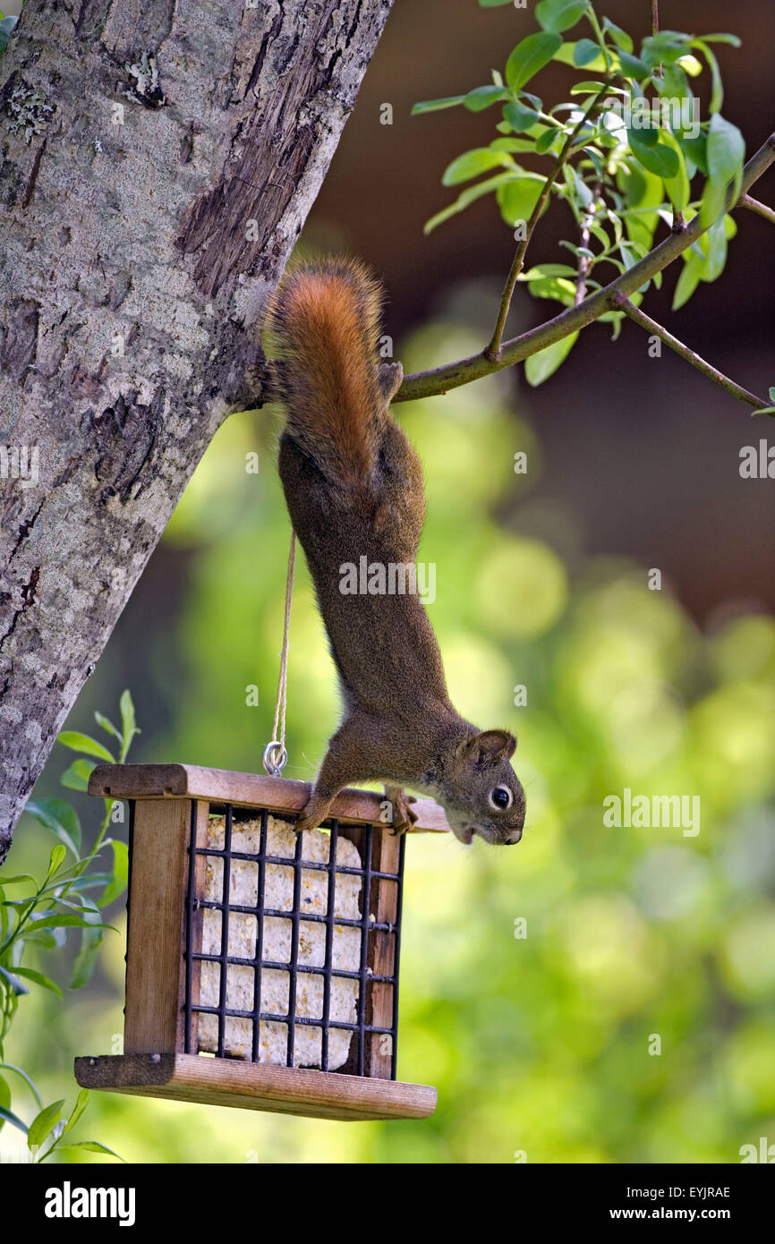 Eichhörnchen von Ast hängen von Vogelhäuschen Stockfoto