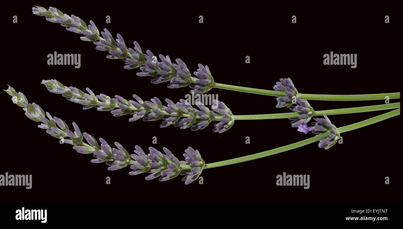 Speik -Fotos und -Bildmaterial in hoher Auflösung – Alamy