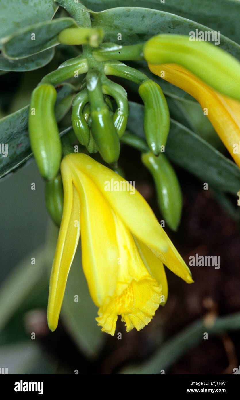 Vanillebluete, Vanille, Vanille, Gewuerz, Orchidee, Heilpflanzen Stockfoto