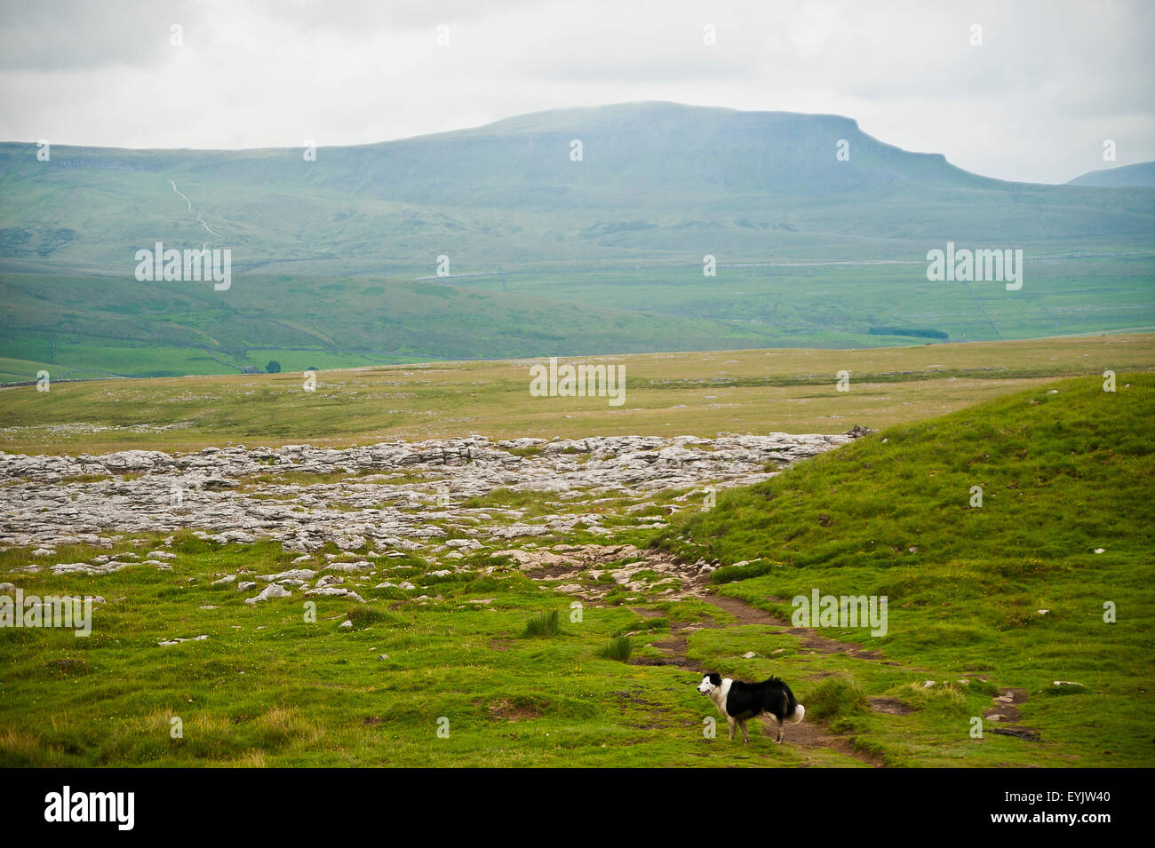 Border-Collie Hund auf Kalkstein Pflaster, Yorkshire Dales, England mit Pen-y-Gent Berg, 3 Spitzen Herausforderung Stockfoto