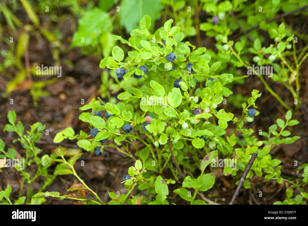 Heidelbeeren Heidelbeeren Vaccinium Myrtillus wilde Beeren Beeren wachsen auf in den Wald in Schweden Schwedische Boden Stockfoto