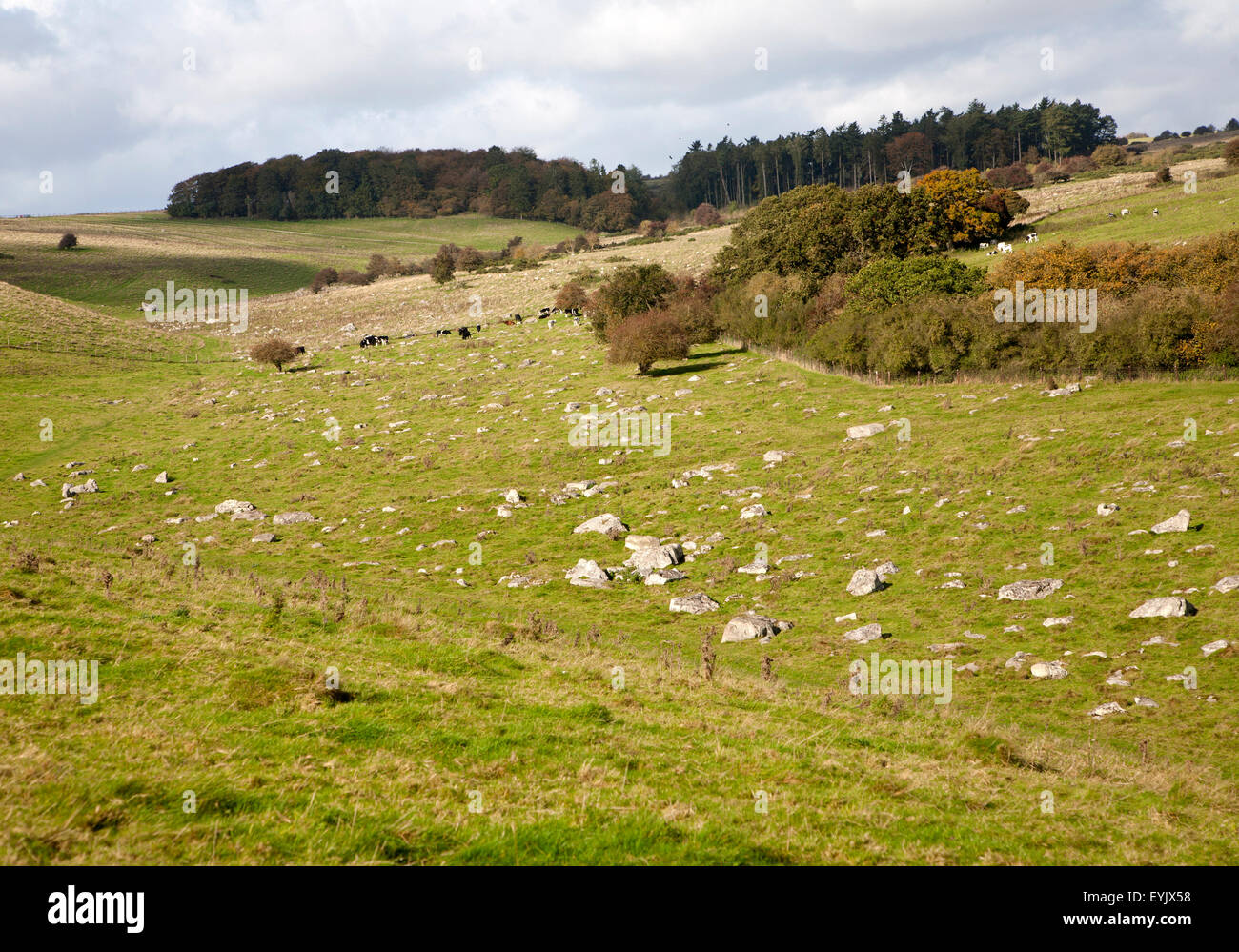 Fyfield unten national Nature Reserve, Marlborough Downs, Wiltshire, England, UK unbebauten Kreide Grünland mit Sarsen Steinen in Stockfoto