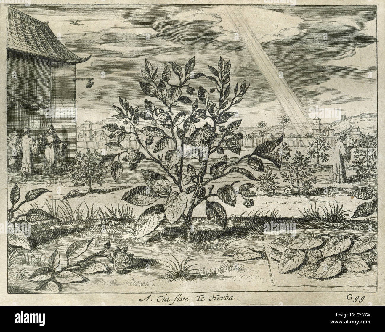 Camelia Sinensis. Teepflanze. Gravur. China Monumentis Illustrada von Athanasius Kircher (1602-1680). Stockfoto