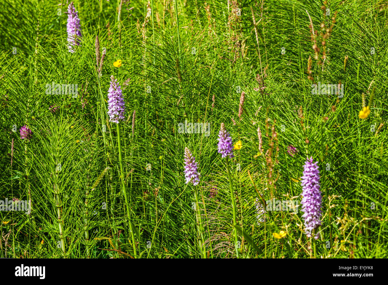 Gemeinsamen entdeckt Orchideen, Dactylorhiza Fuchsii, auf einer Wiese. Stockfoto