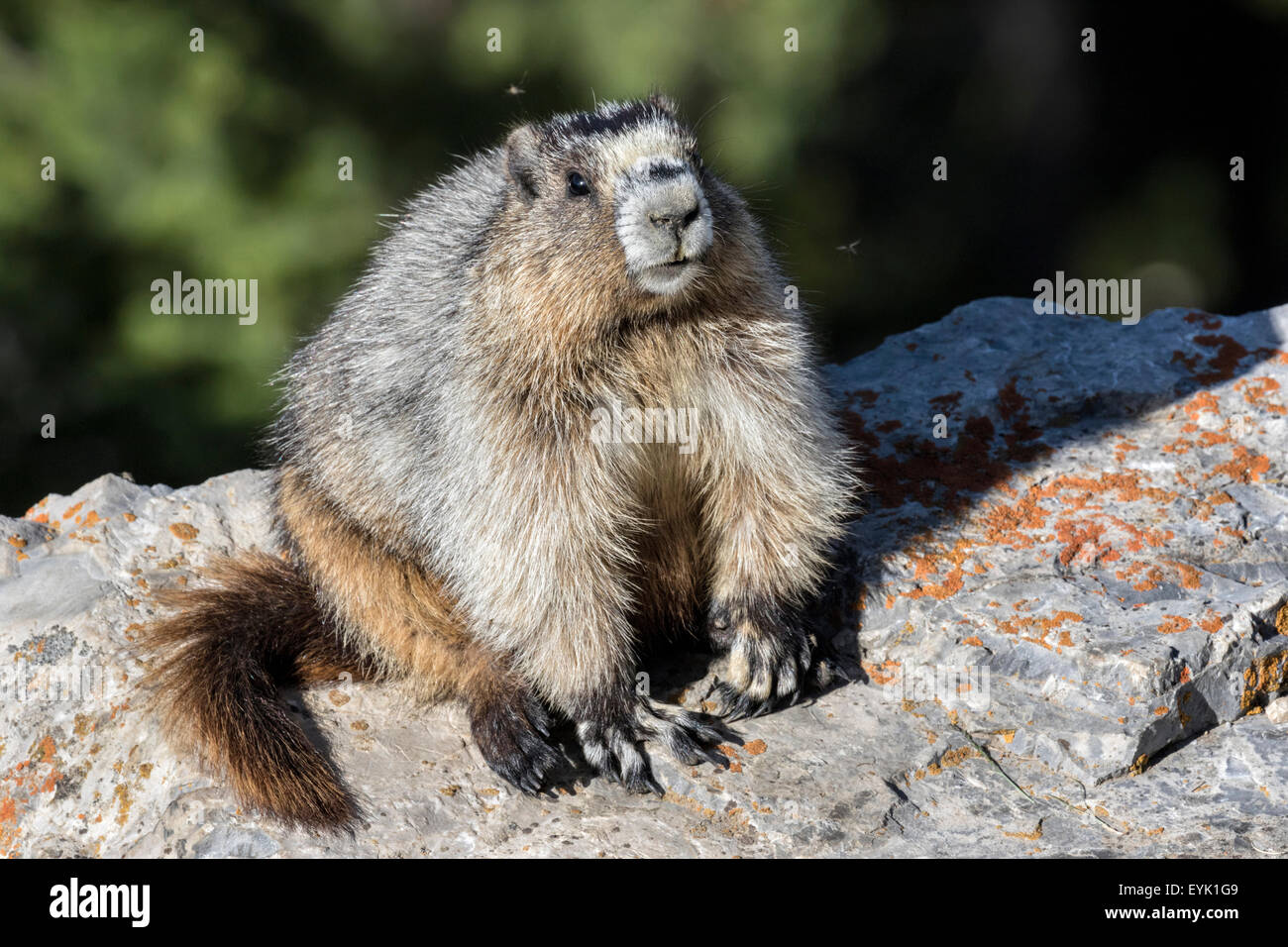 Hoary Marmot - Marmota caligata Stockfoto