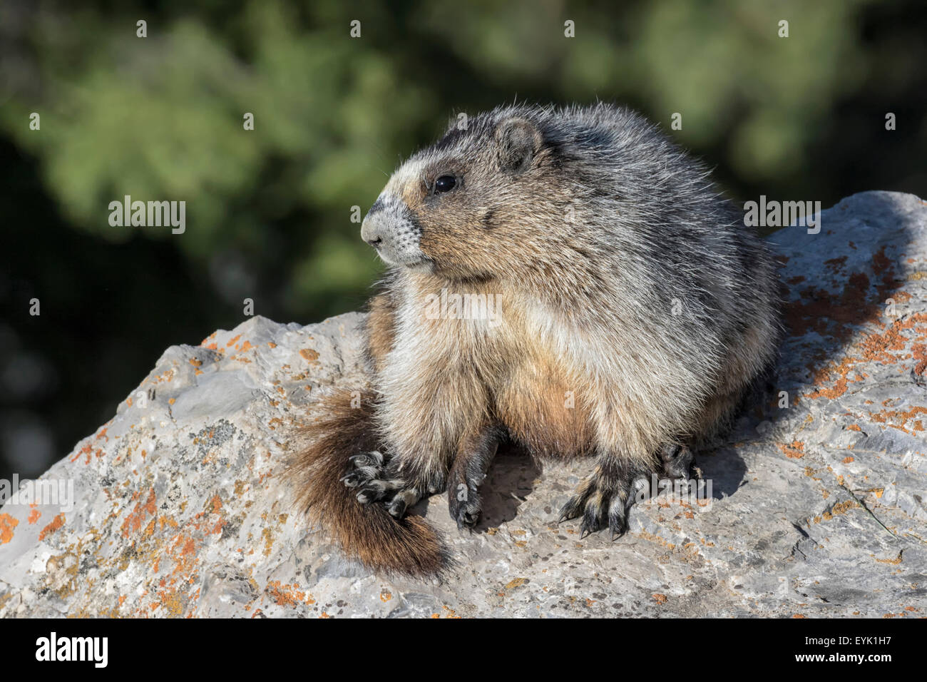 Hoary Marmot - Marmota caligata Stockfoto