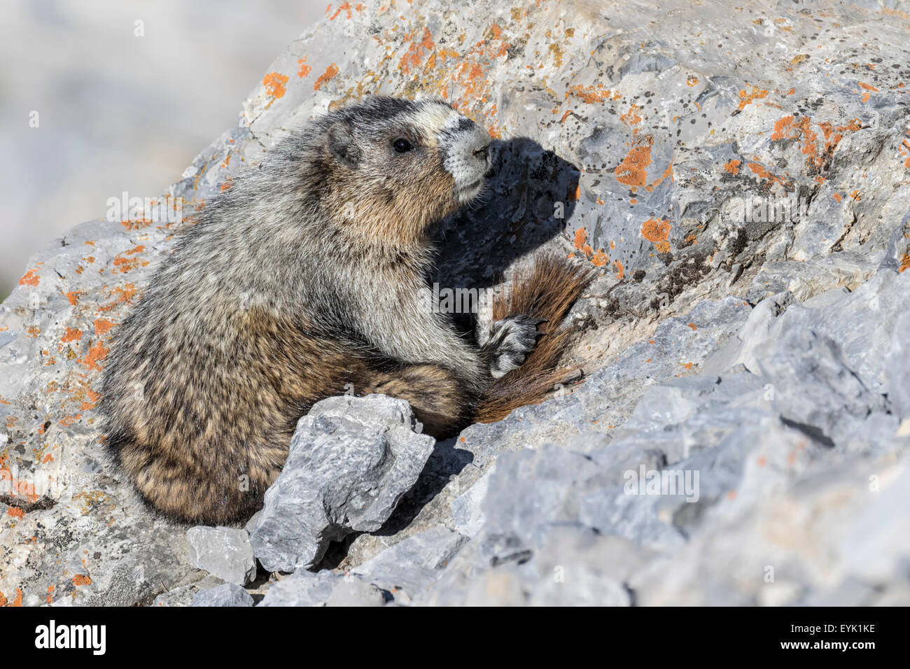 Hoary Marmot - Marmota caligata Stockfoto