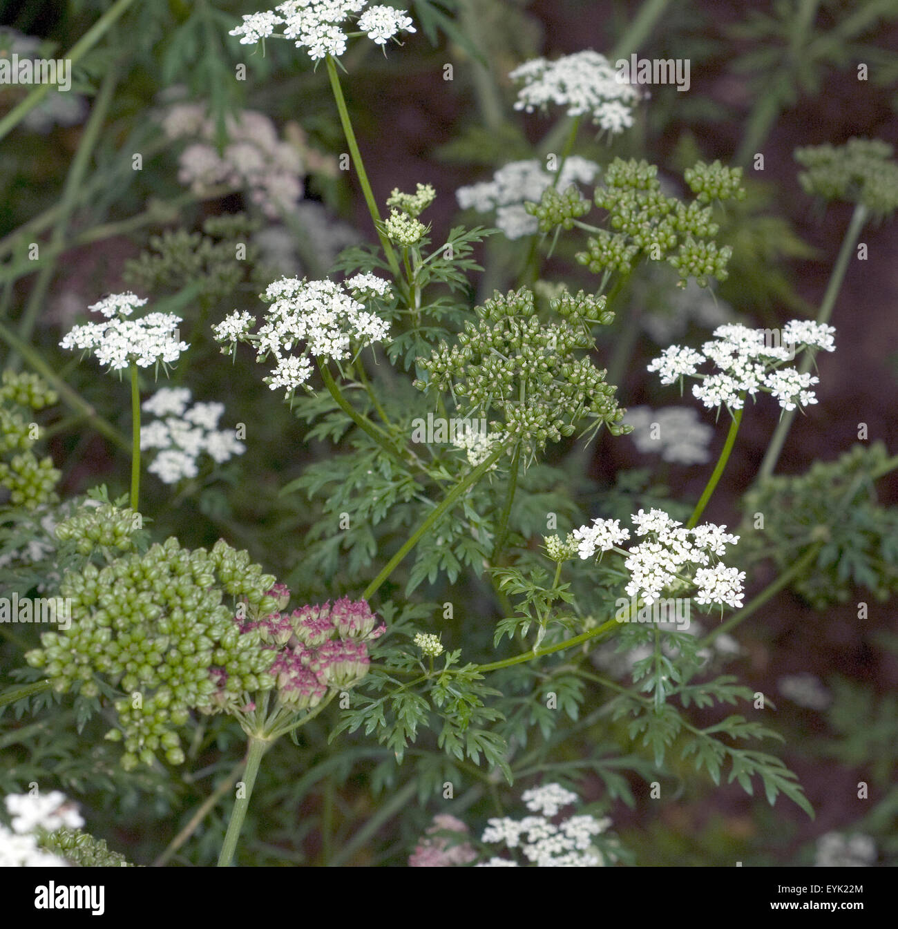 Hundspetersilie, Aethusa Cynapium, Aethusa, Cynapium, Giftpflanze Stockfotografie - Alamy