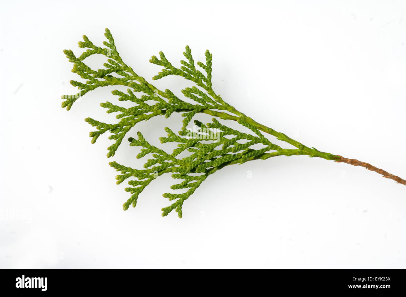 hanf ähnliche zimmerpflanze Falscher Hanf-Eibisch Hanfblatt-Eibisch - Althaea cannabina main image 0