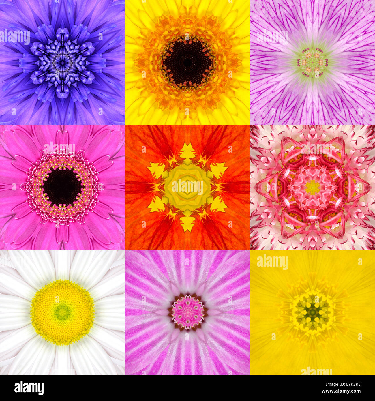 Sammlung von neun konzentrischen Blume Mandalas. Full-Frame-Blume-Hintergrund in verschiedenen Farben, gelb, rosa, Orange, blau, R Stockfoto