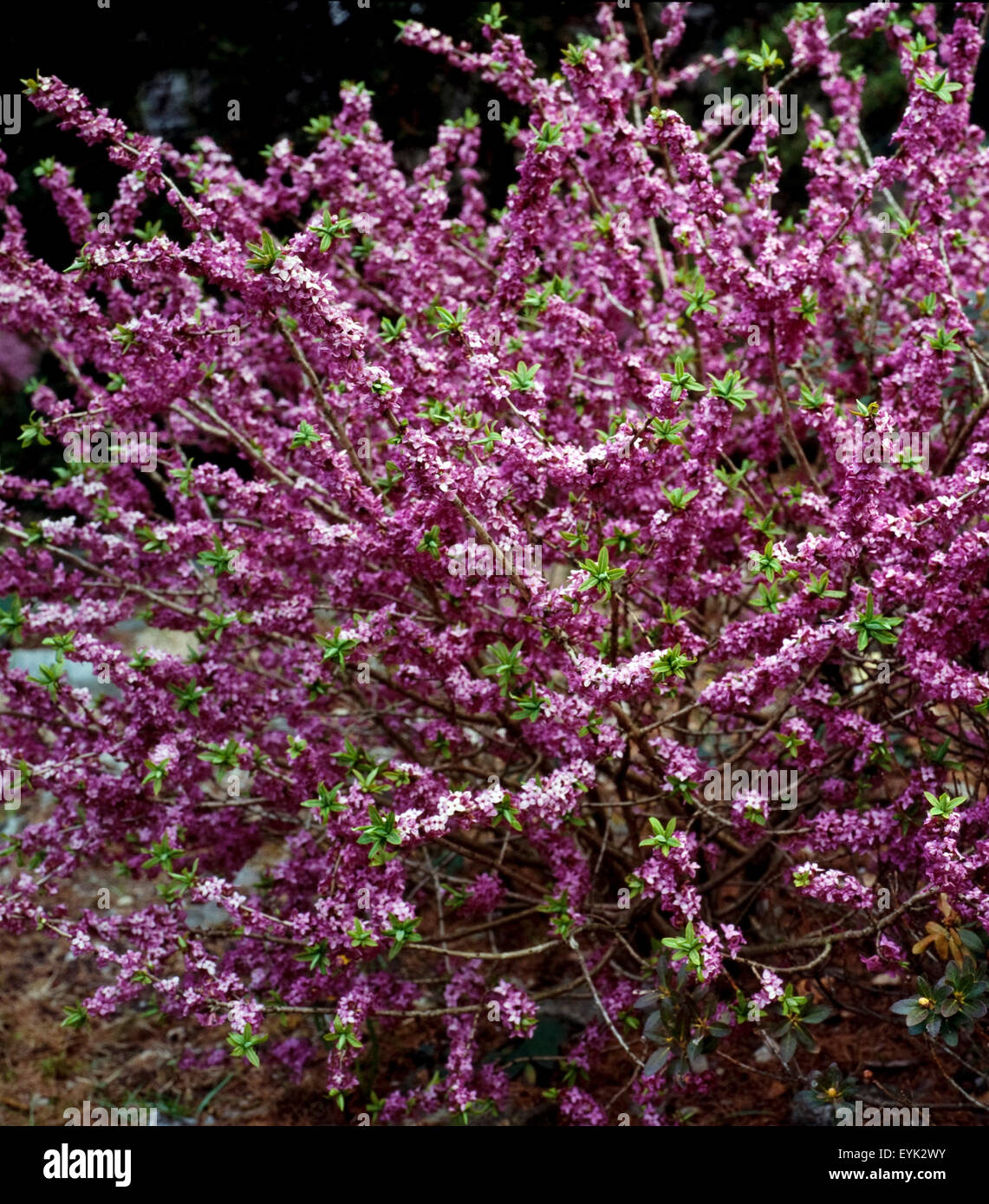 Seidelbast, Daphne Mezerreum, Zierstrauch Stockfoto, Bild 85856567 Alamy