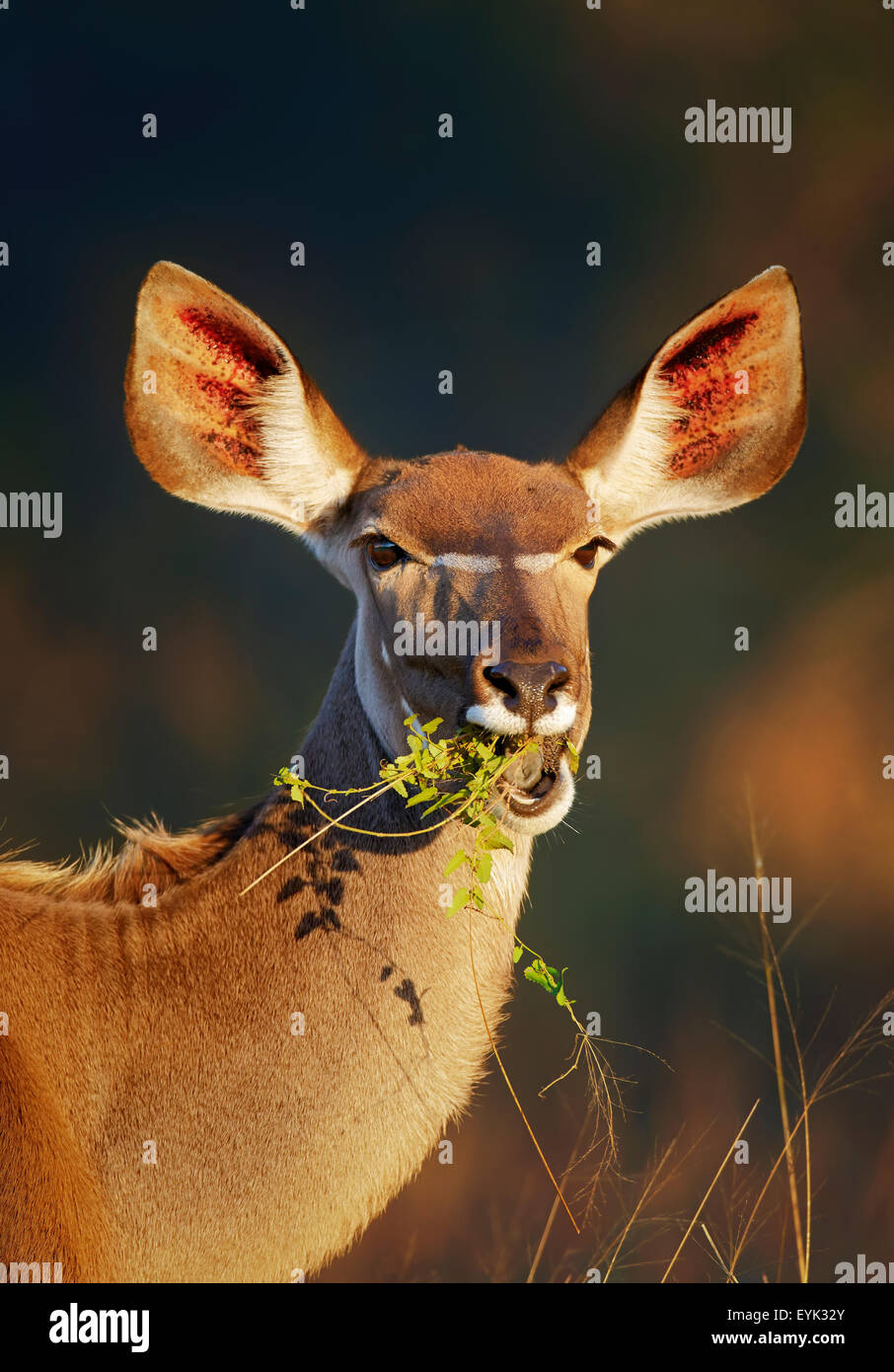Kudu (Tragelaphus Strepsiceros) Kuh Porträt Essen grüne Blätter - Kruger National Park (Südafrika) Stockfoto