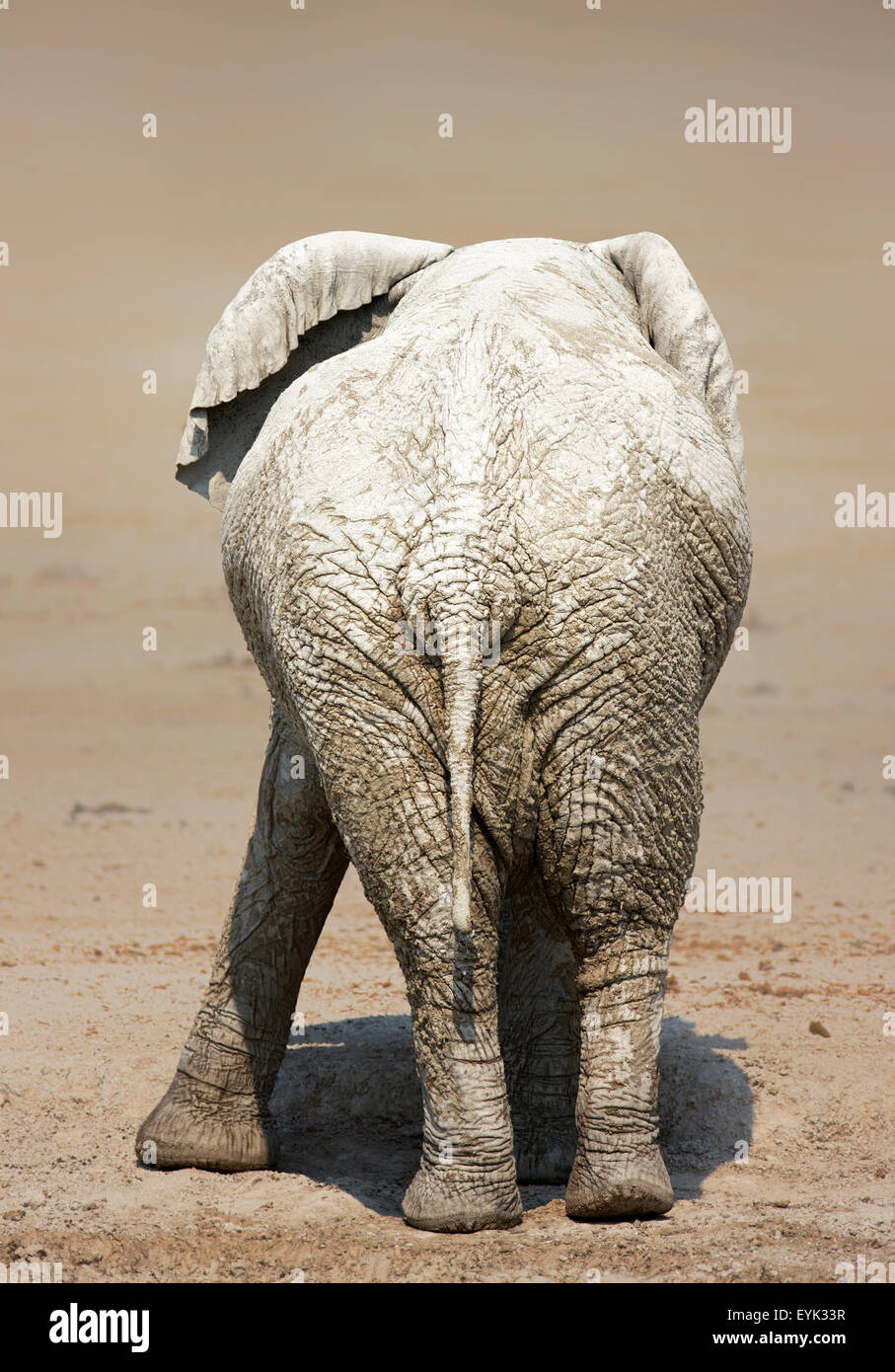 Rückansicht eines sehr schlammig Elefanten auf salzigen Ebenen des Etosha National Park Stockfoto