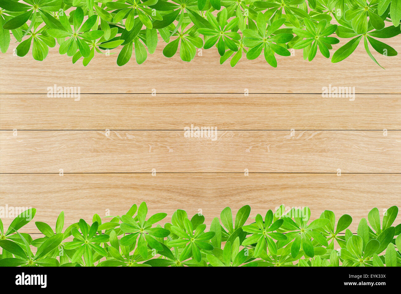 Waldmeister-Blätter als Frame, oben und unten auf Holzbohlen Stockfoto