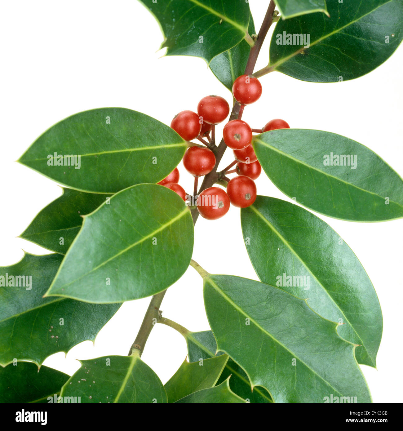 C busch Fotos und Bildmaterial in hoher Auflösung Alamy