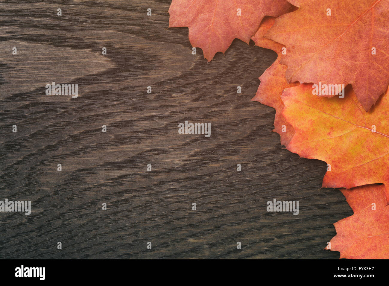 Vintage getönten Herbst, das Eichenlaub für Hintergrund Stockfoto