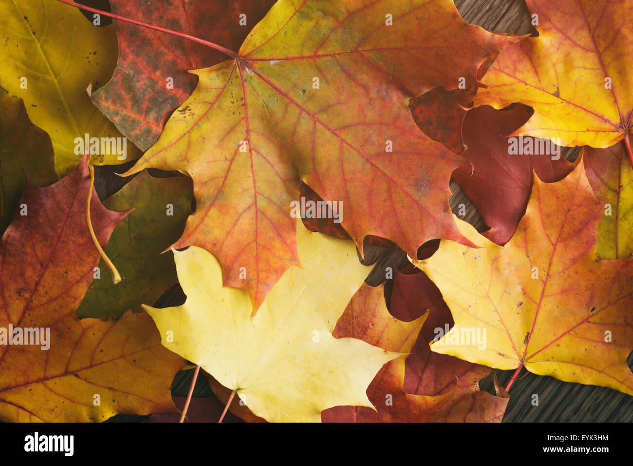 Herbstliches Laub direkt von oben Stockfoto