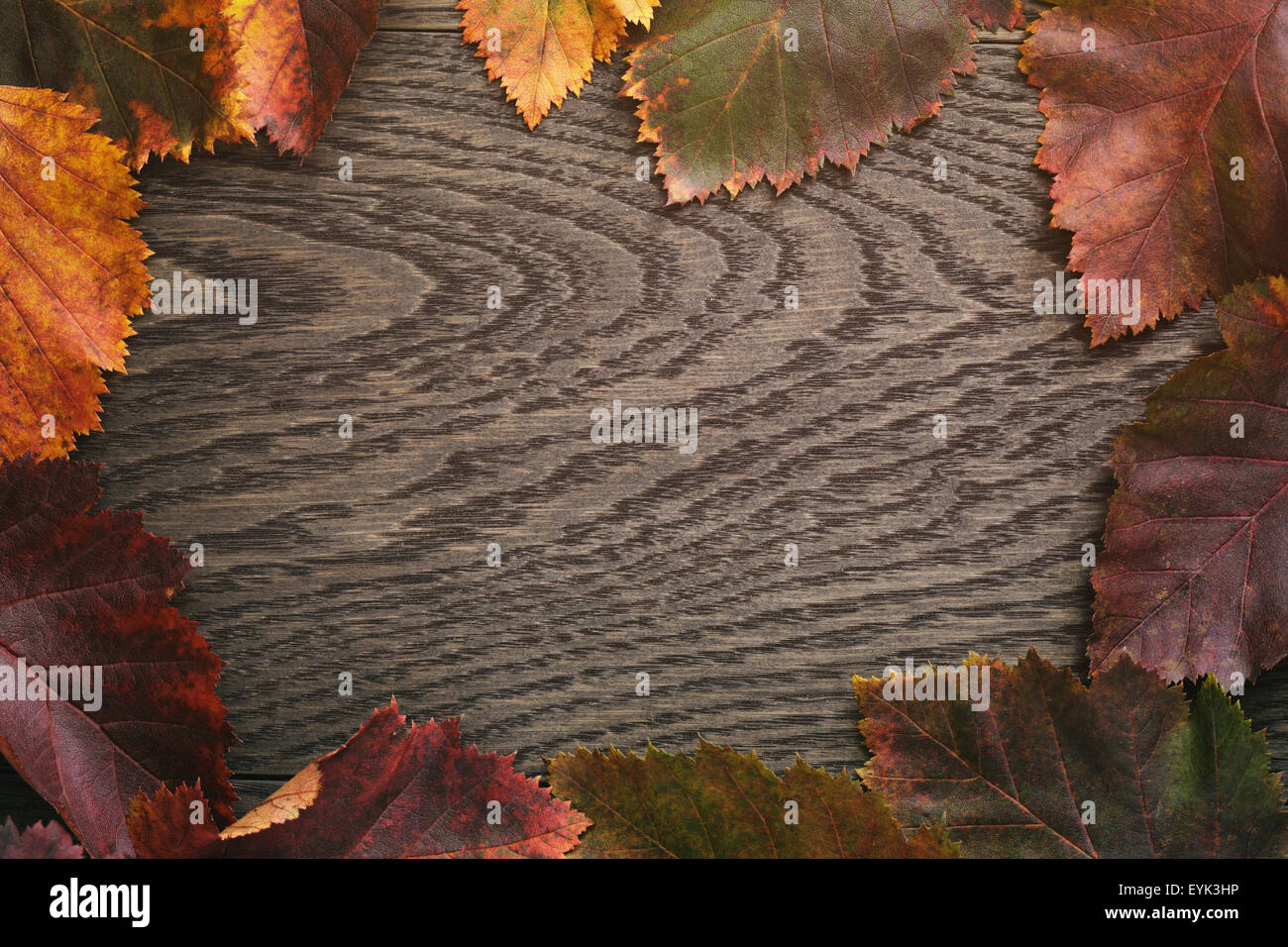 Herbst Weißdorn Blätter direkt von oben Stockfoto