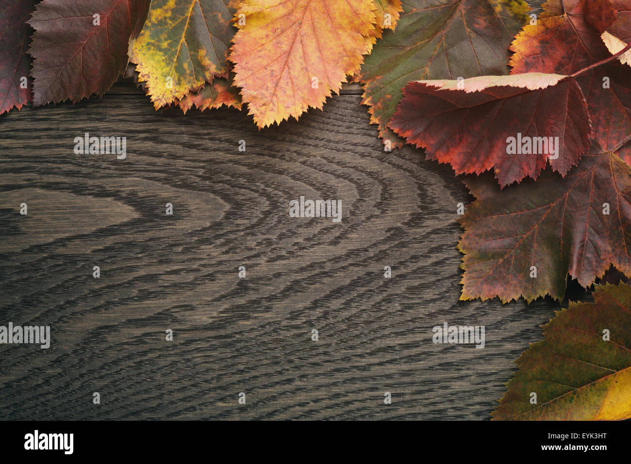 Herbst Weißdorn Blätter direkt von oben Stockfoto