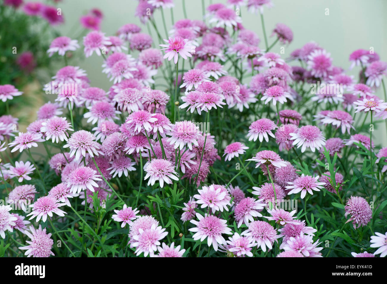 Argyranthemum Frutescens "Madeira Crested Pink verbessert". Marguerite Daisy Blumen Stockfoto