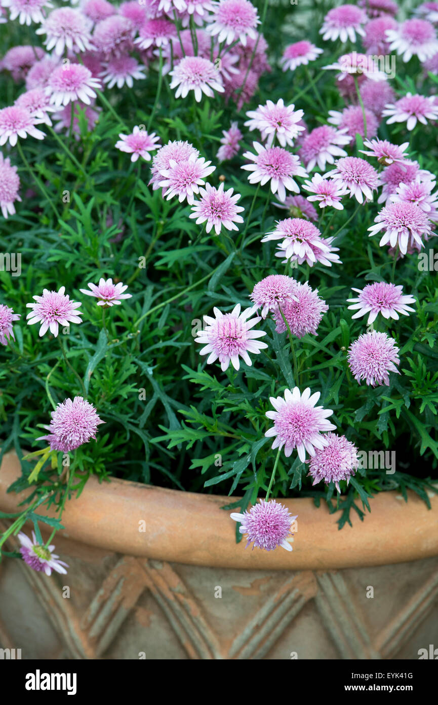 Argyranthemum Frutescens "Madeira Crested Pink verbessert". Marguerite Daisy Blumen Stockfoto