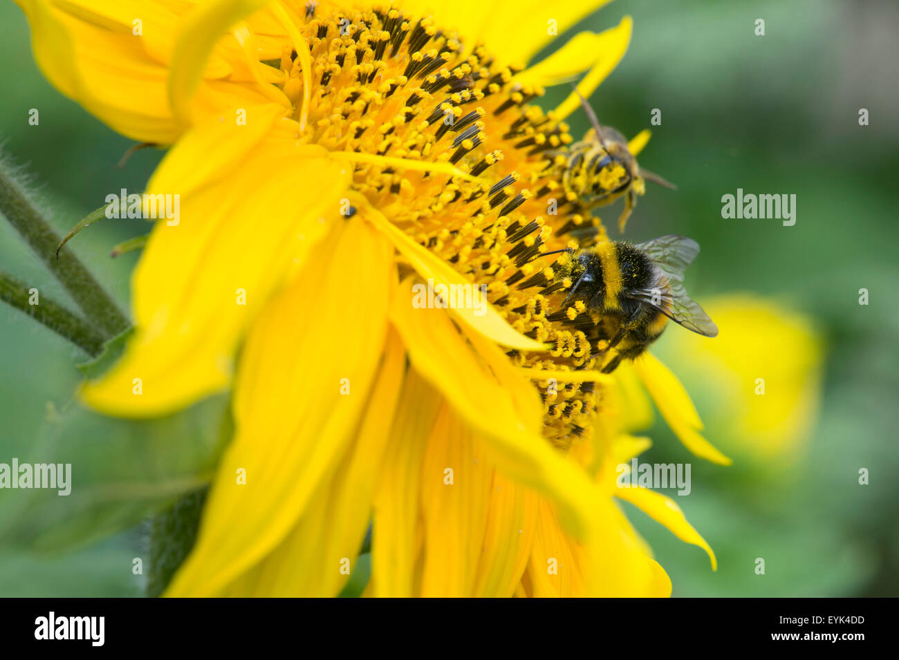 Helianthus annuus. Bombus Lucorum. Hummel auf Sonnenblume Stockfoto