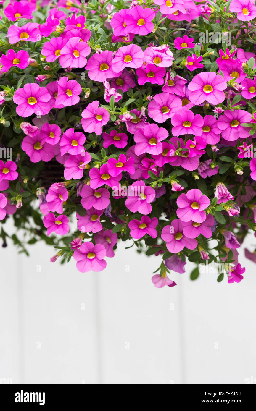 Calibrachoa "Kabarett hellrosa verbessert". Mini-Petunien Blumen in einen hängenden Korb Stockfoto