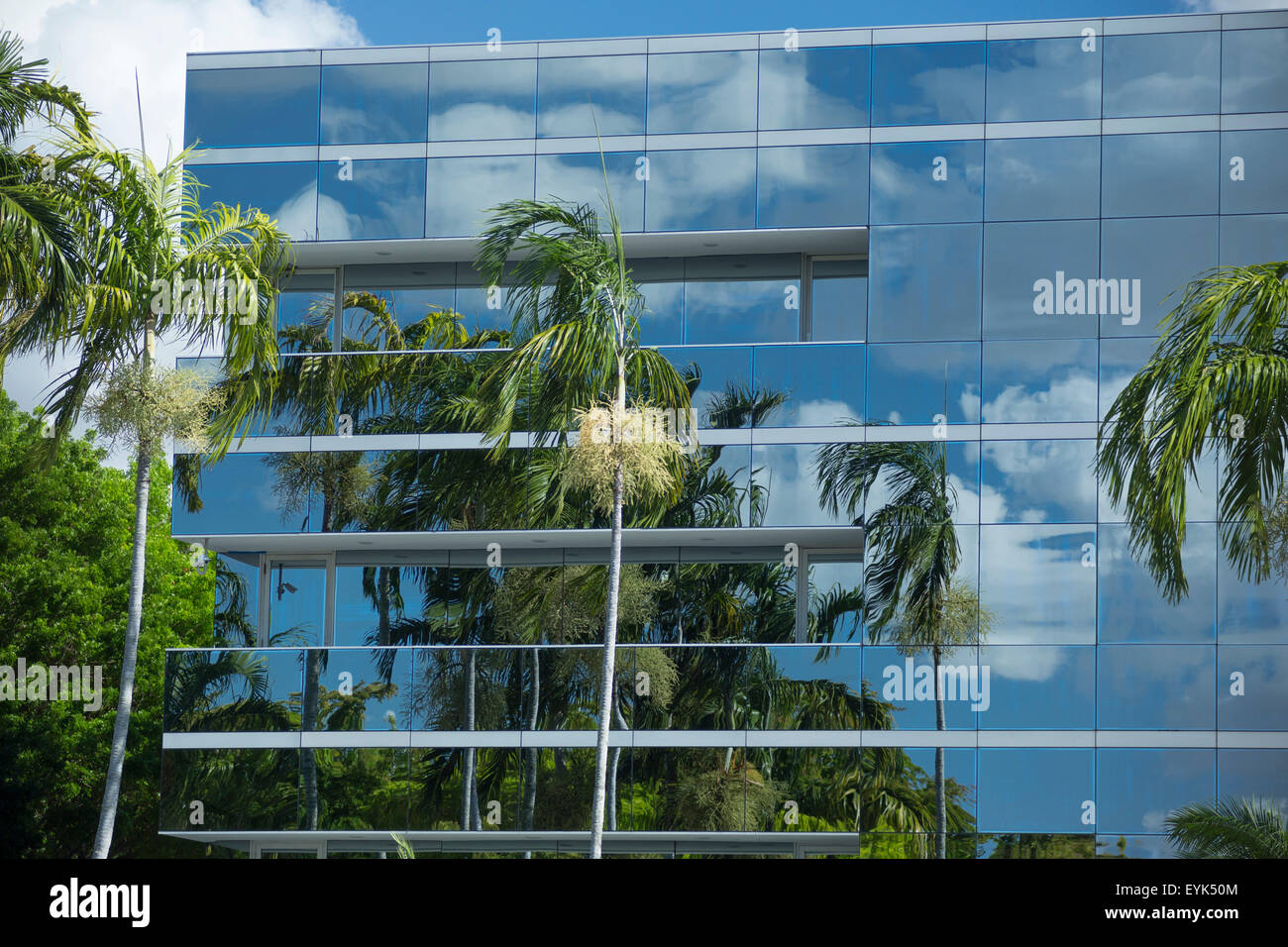 PALMEN, SPIEGELT SICH IN DER GLASWAND DES SUBURBAN BÜROGEBÄUDE MIAMI FLORIDA USA Stockfoto