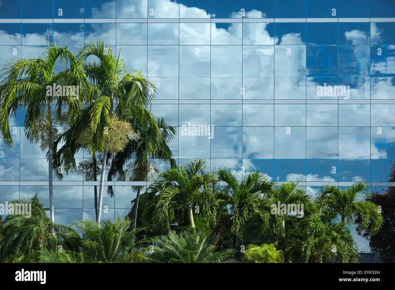 PALMEN, SPIEGELT SICH IN DER GLASWAND DES SUBURBAN BÜROGEBÄUDE MIAMI FLORIDA USA Stockfoto