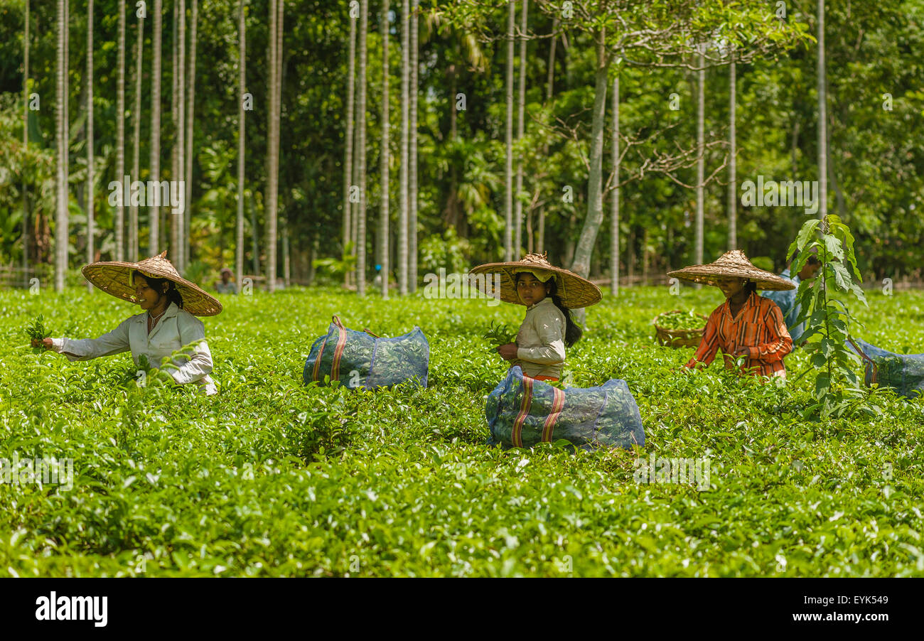 Frauen ernten Teeblätter an einem sonnigen Tag auf eine Tee-Plantage, Jorhat, Assam, Indien. Stockfoto