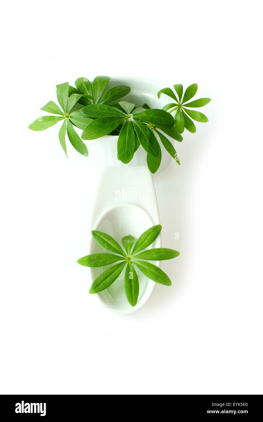 Frischen Waldmeister lässt sich in eine weiße Porzellanschale auf weißem Hintergrund Stockfoto