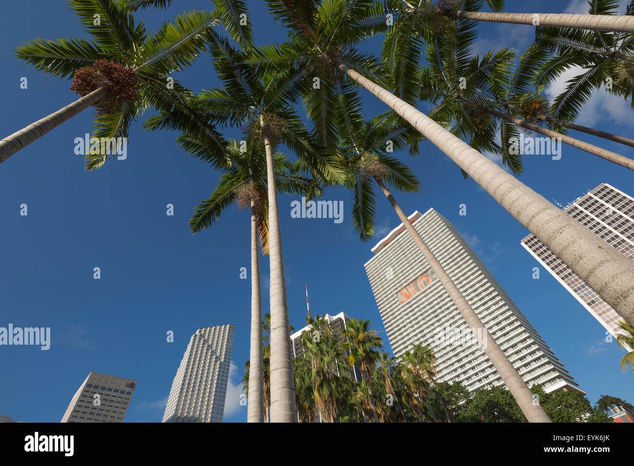 HOHE PALMEN WOLKENKRATZER DOWNTOWN MIAMI FLORIDA USA Stockfoto