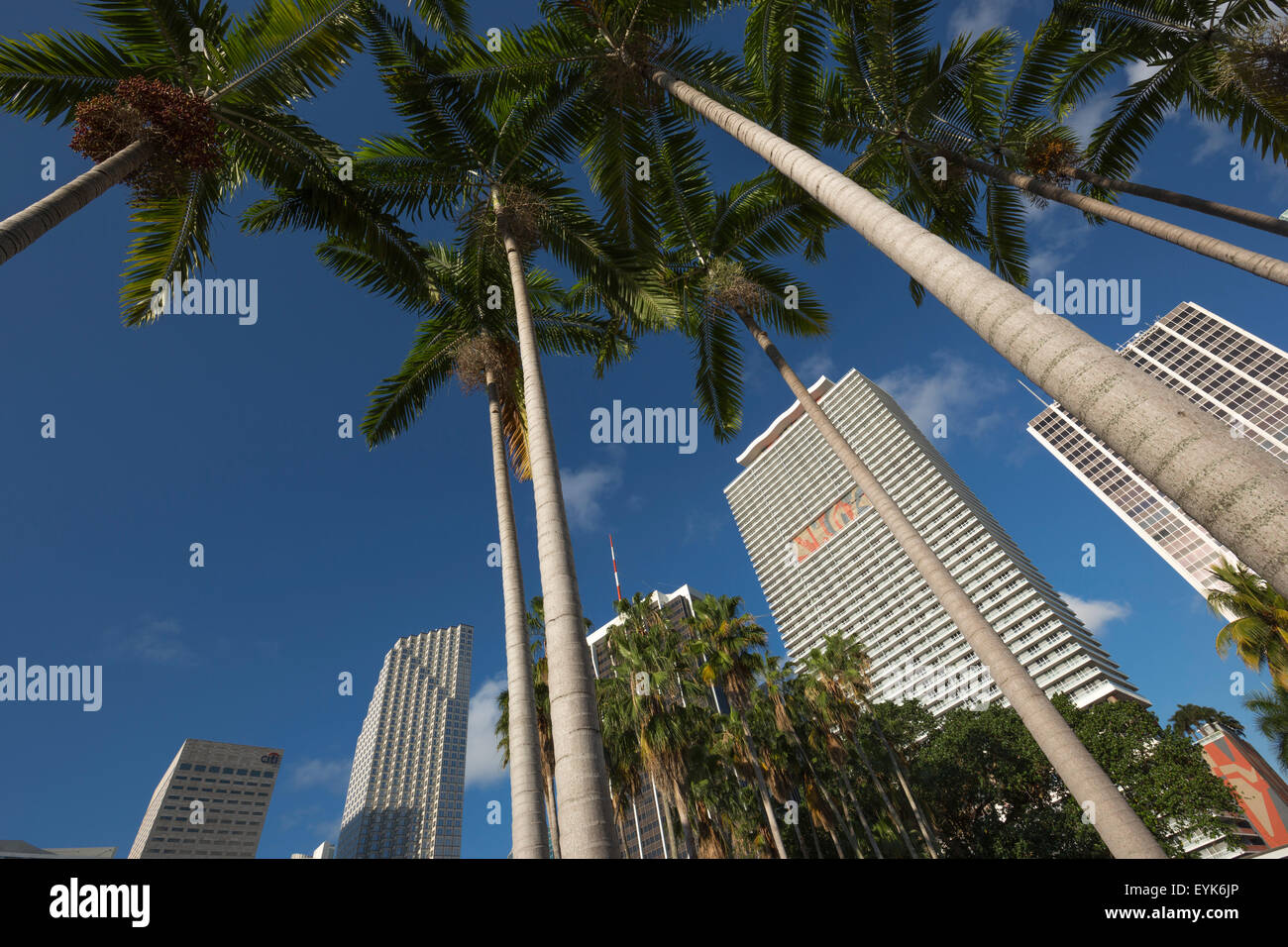 HOHE PALMEN WOLKENKRATZER DOWNTOWN MIAMI FLORIDA USA Stockfoto