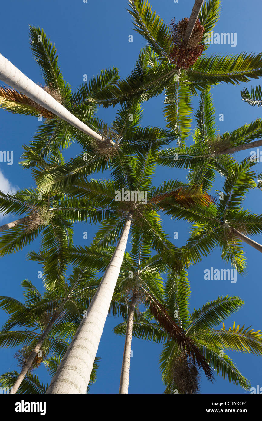 HOHE PALMEN Stockfoto