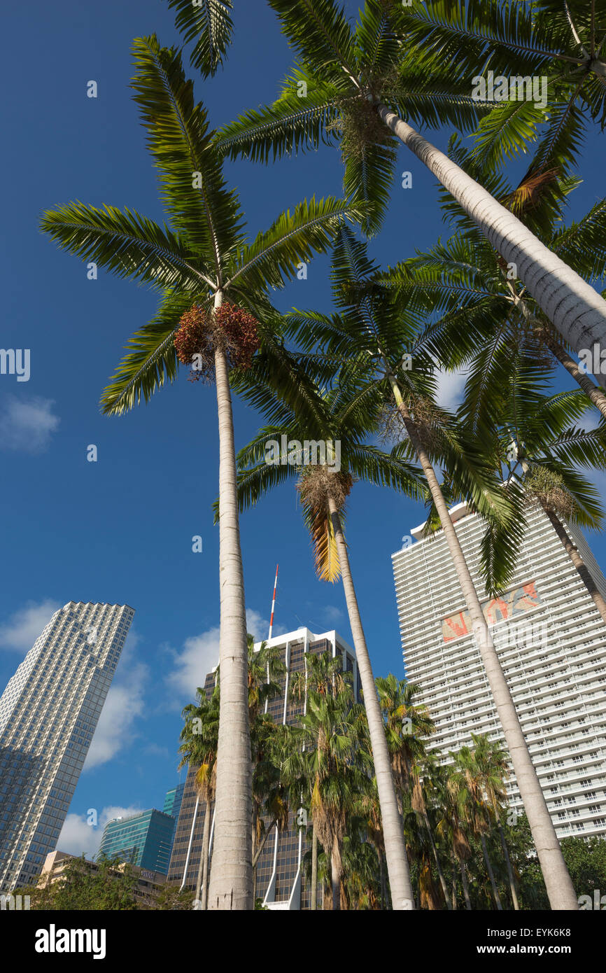 HOHE PALMEN WOLKENKRATZER DOWNTOWN MIAMI FLORIDA USA Stockfoto