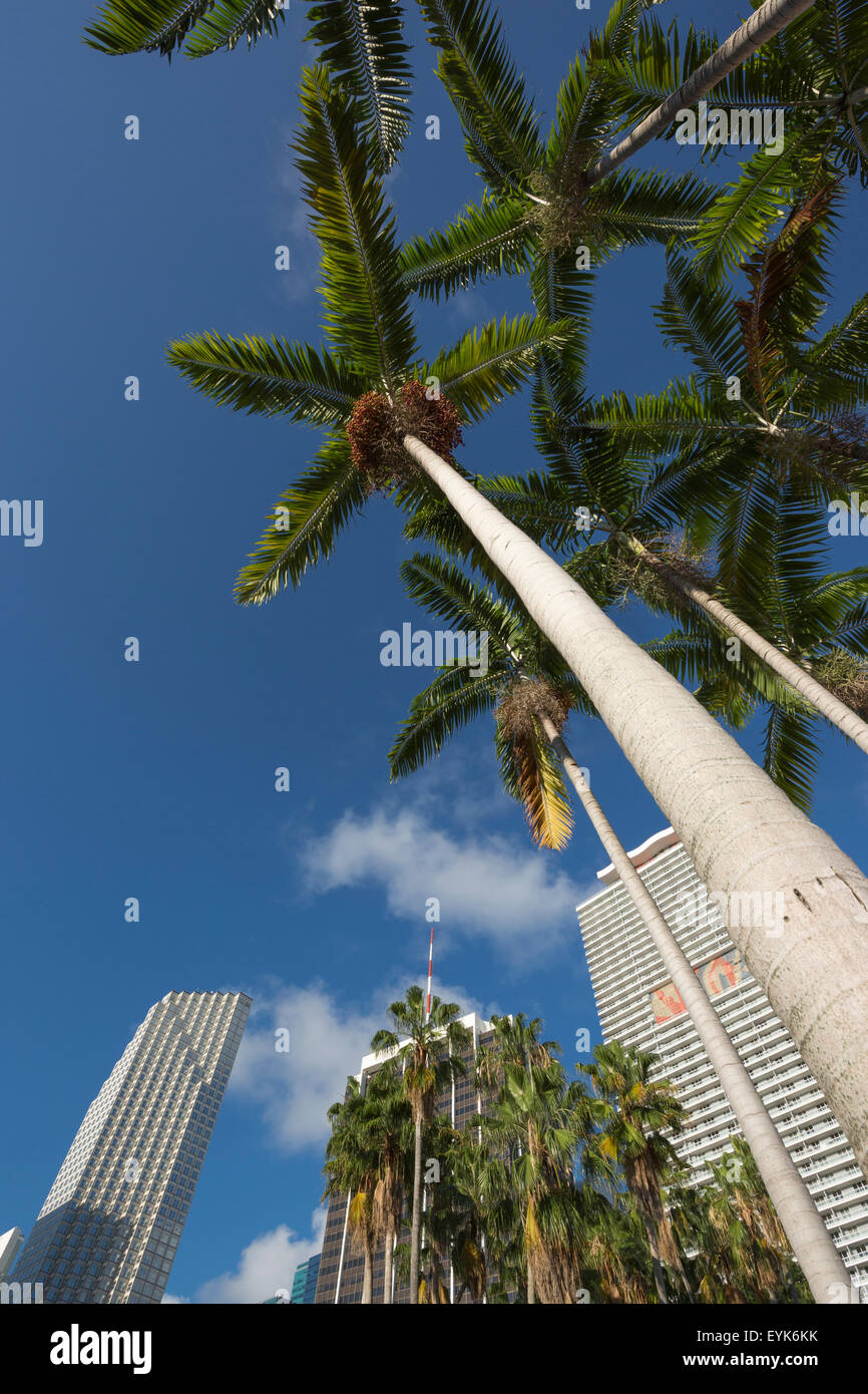 HOHE PALMEN WOLKENKRATZER DOWNTOWN MIAMI FLORIDA USA Stockfoto