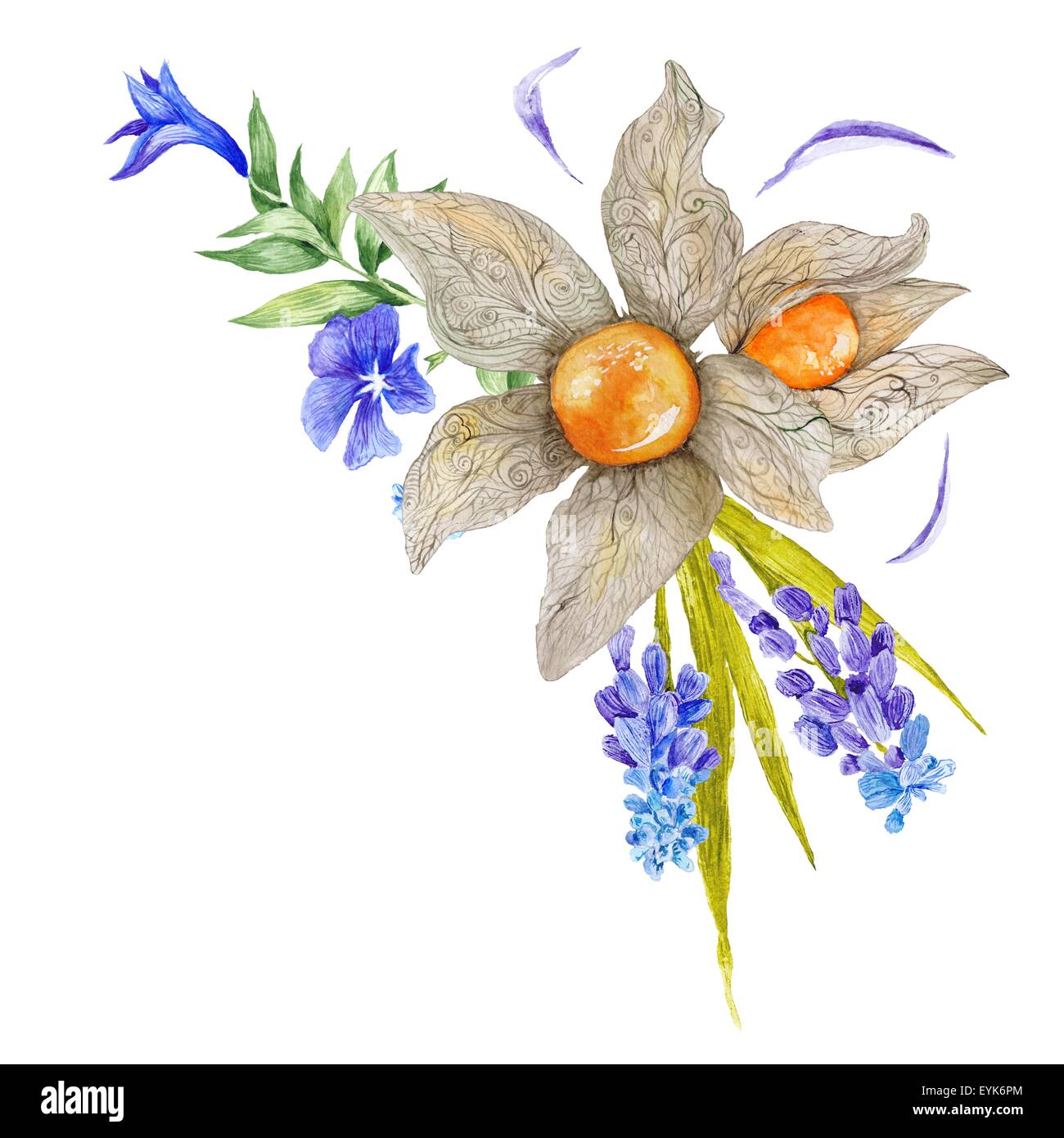 Land Art floral Vignette mit Physalis, Muskari und Immergrün Blumen isoliert auf weißem Hintergrund Stockfoto